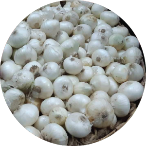 Alibag White Onion