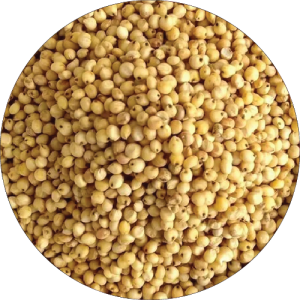 Dagdi Jowar of Jalna