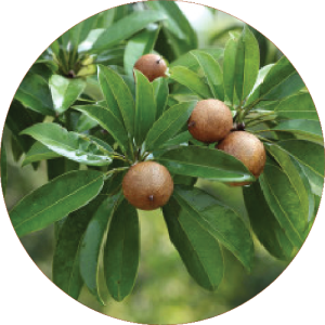 Dahanu Gholvad Chikoo