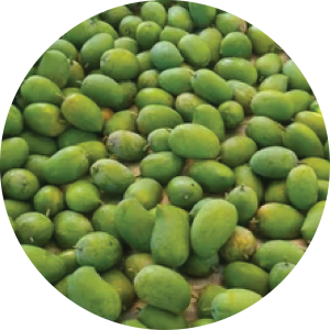 GIR KESAR MANGO-01