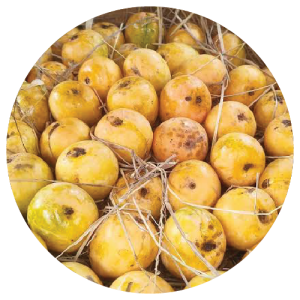 Goa Hilario Mango