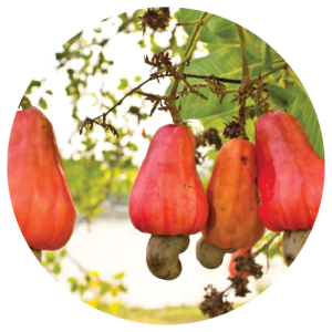 Goa Kaju Apple