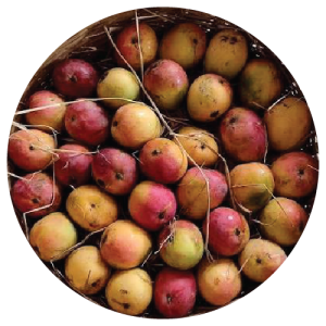 Goa Mussarat Mango