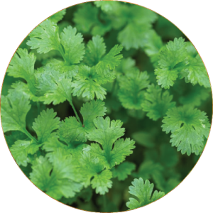Kasti Coriander