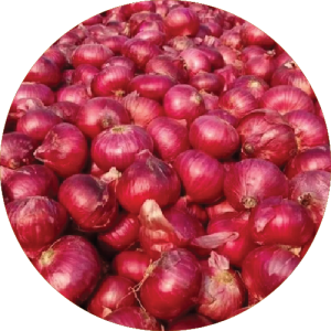 Lasalgaon Onion