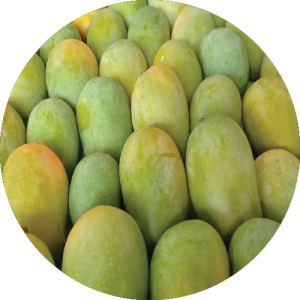 Marathwada Kesar Mango