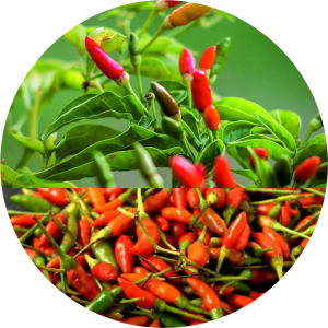 Mizo Chilli