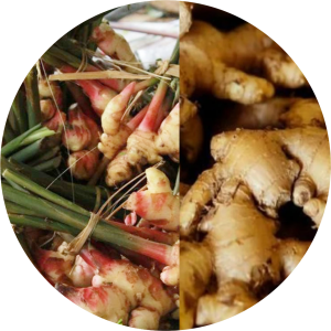 Mizo Ginger