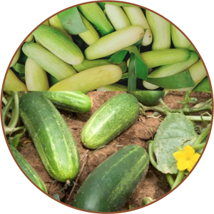Naga Cucumber