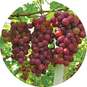 Nashik Grapes