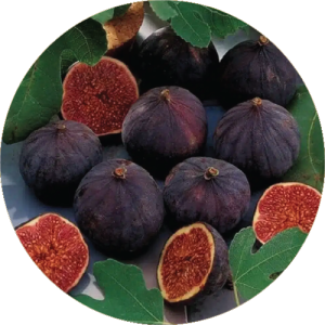 Purandar Fig