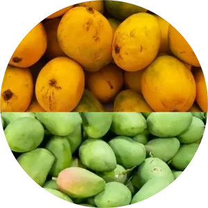 Rewa Sunderja Mango
