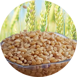 Sharbati Gehu (wheat)