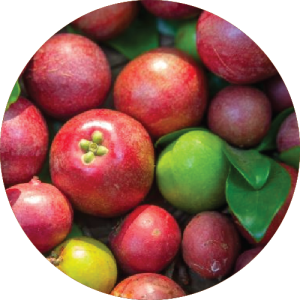 Sindhudurg and Ratnagiri Kokum