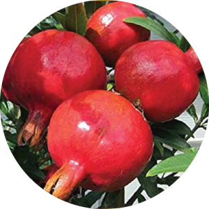 Solapur Pomegranate
